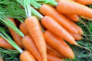 Маски из моркови для лица в домашних условиях