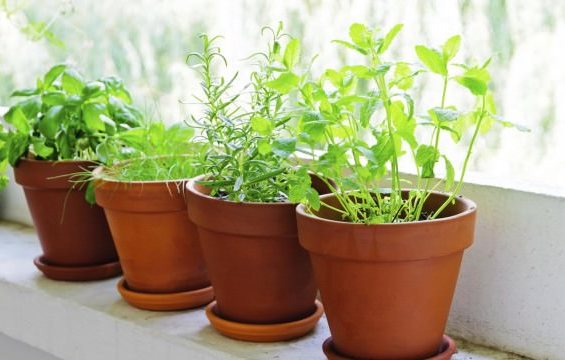 Herbs-in-pots-Large-620x360_1.jpg