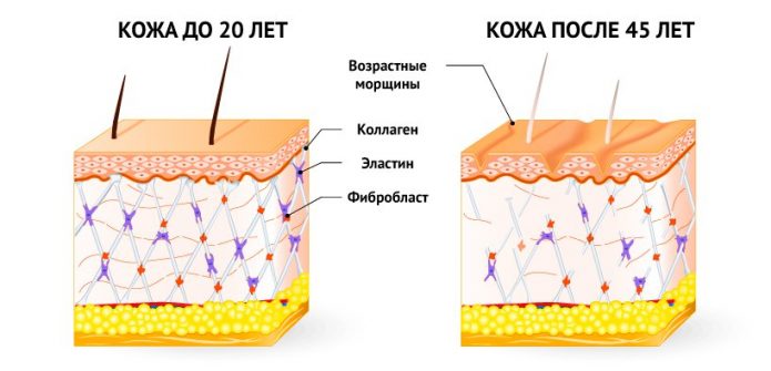 Иллюстрация зависимости состояния кожного покрова от количества и качества белковых волокон