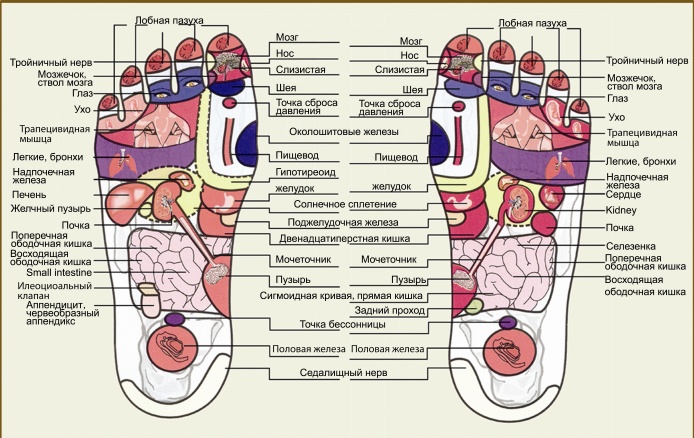Рефлекторные точки стопы., фото № 1