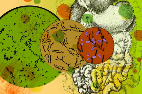 Как ВОССТАНОВИТЬ микрофлору кишечника: 10 лучших научных способов