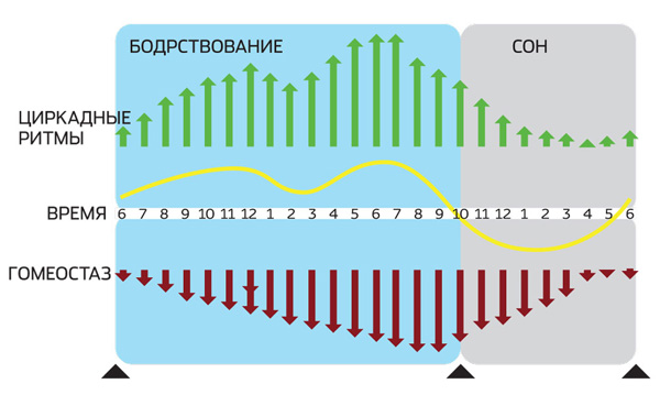 Начало и продолжительность сна регулируются сложными физиологическими процессами, среди которых выделяют два основных — гомеостатическая потребность во сне (так называемый процесс S, <i>стрелки вниз</i>) и внутренние часы (процесс С, <i>стрелки вверх</i> на рисунке). <i>Желтой линией</i> показана «сумма» этих двух процессов