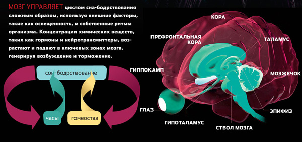 Почему человек спит?