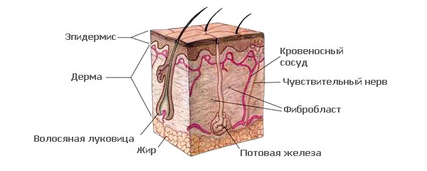 Разрез кожи, на котором виден волосяной фолликул. Изображение с сайта ru.wikipedia.org