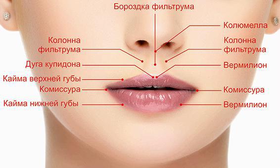 Строение губ