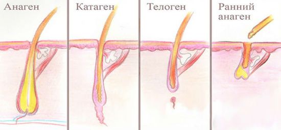 Жизненный цикл волоса