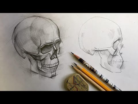Череп от А до Я. Дарья Остапенко о том, как правильно рисовать череп человека