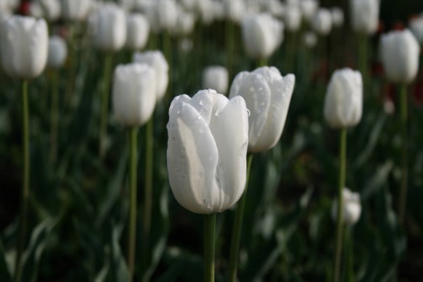 Byredo Parfums La Tulipe. Белые тюльпаны