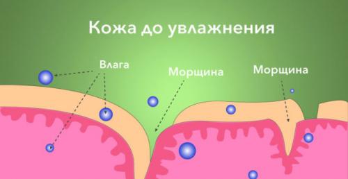 Как правильно выбрать увлажняющий крем для лица. Как правильно выбрать увлажняющий крем