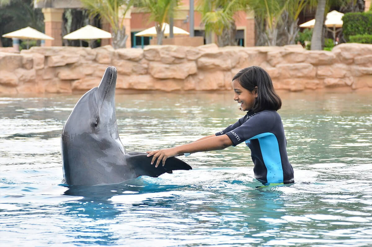 Программа «Знакомство с дельфинами»