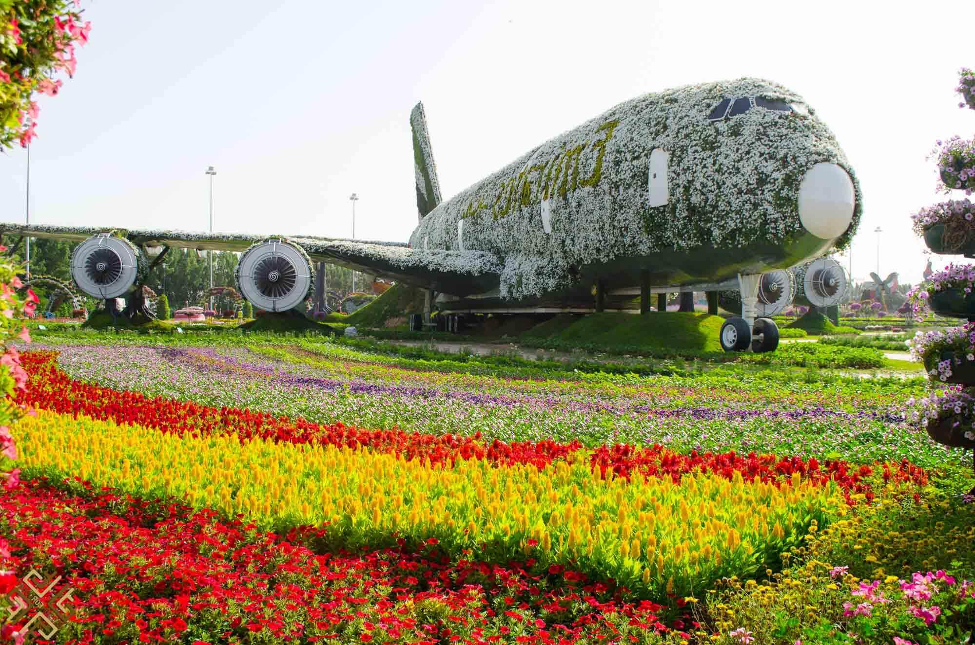 Цветы в форме самолёт