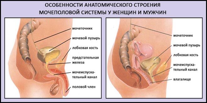 Мочеполовая система