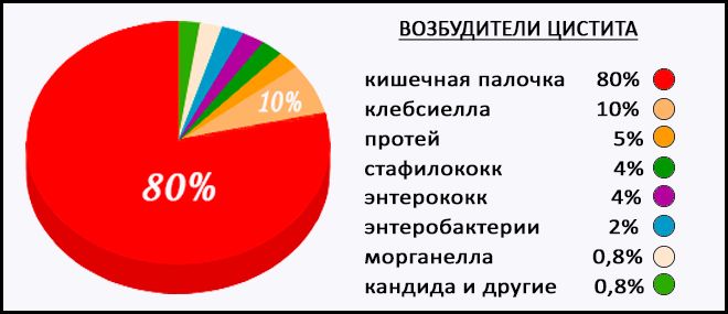 Возбудители цистита