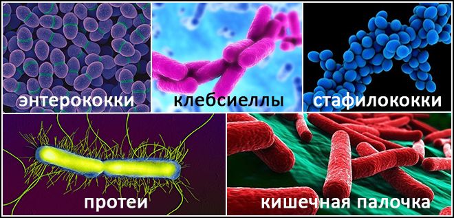 бактерии — возбудители