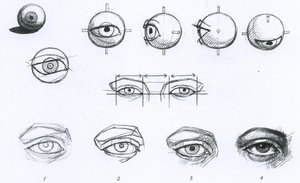 Строение глаз - основа правильного рисования