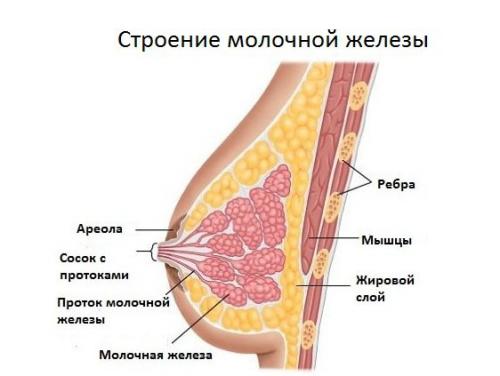 Почему маленькая грудь у женщин. Причины, почему грудь маленькая у девушек