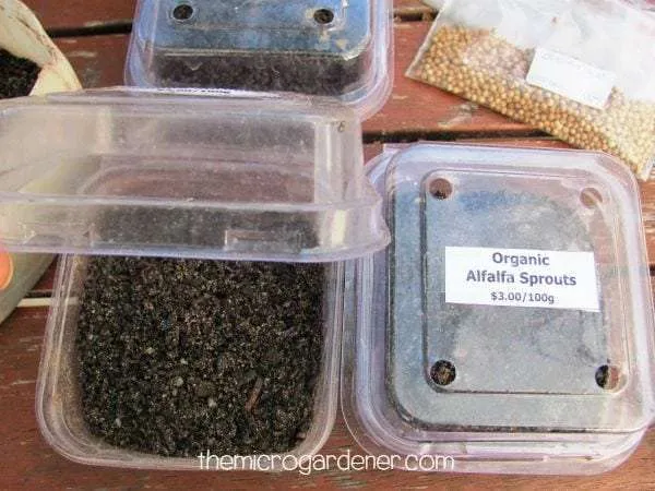 I like to reuse small fruit or vegie punnets - they are perfect mini greenhouses for growing microgreens!