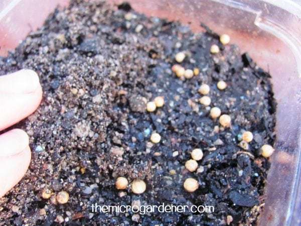 Gently press down with extra seed raising mix to cover seeds 