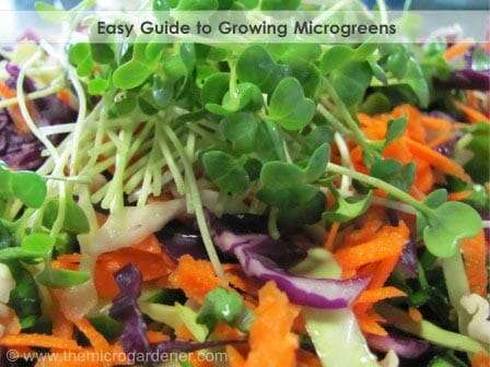 For all you frustrated would-be hairdressers out there, harvesting microgreens gives you an opportunity to practice your scissor skills snipping shoots!
