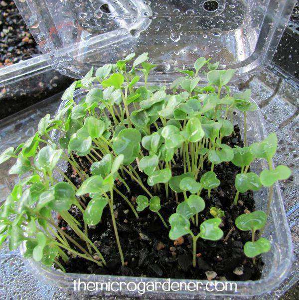 Once the seeds germinate, you can move them to a sheltered sunny position like a windowsill or greenhouse.