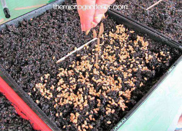 Sowing presoaked wheat seeds as microgreens into moist seed raising mix