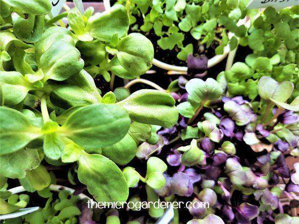 Most salad greens, many vegetables and herbs like these beautiful sunflower and radish babies can be used.