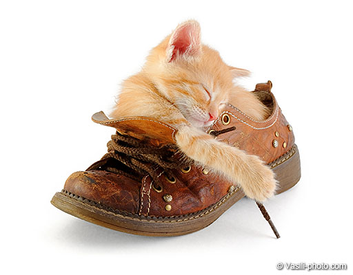Котёнок в ботинке
