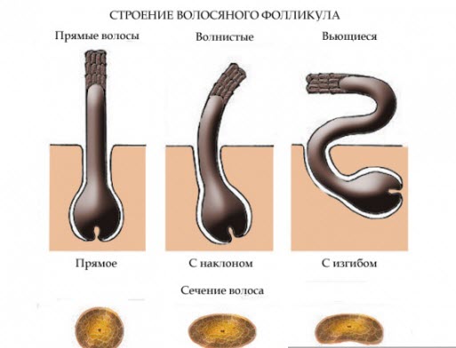 Как определить тип волос и кожи головы