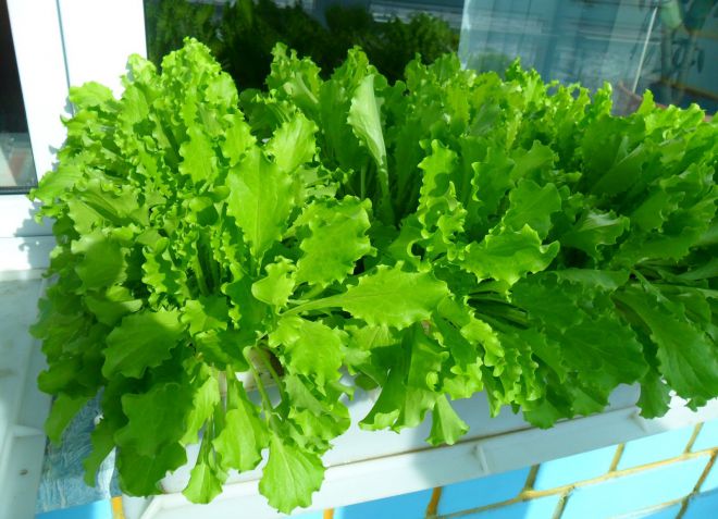 свежая зелень на подоконнике салат