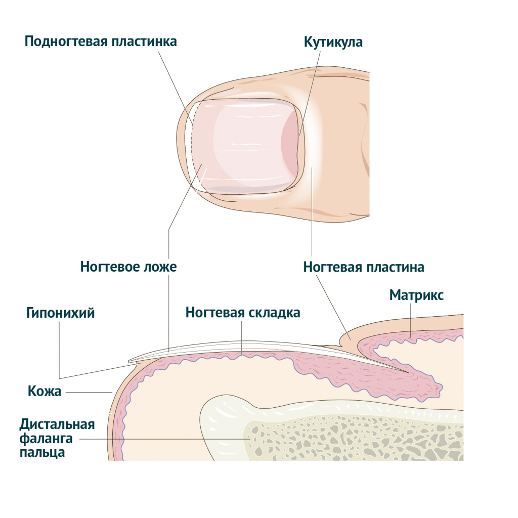 структура ногтевой пластины и окружающих тканей.jpg