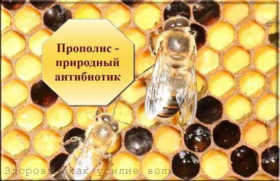 propolis