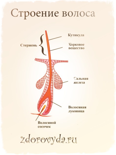 Строение волоса 